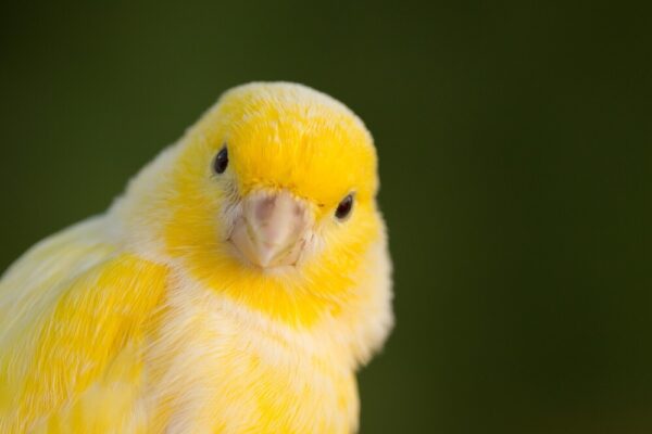 Canary Bird