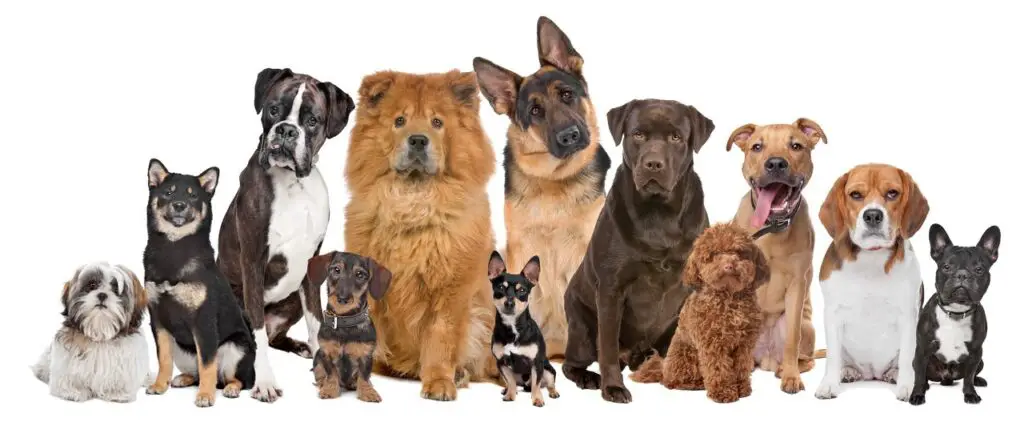 Variety of dogs